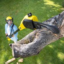 Professional Tree Care in Brisbane, CA