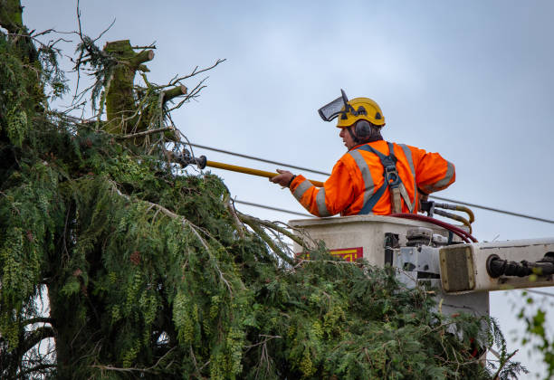 Best Storm Damage Tree Cleanup  in Brisbane, CA
