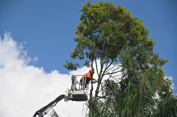 Best Arborist Consultation Services  in Brisbane, CA