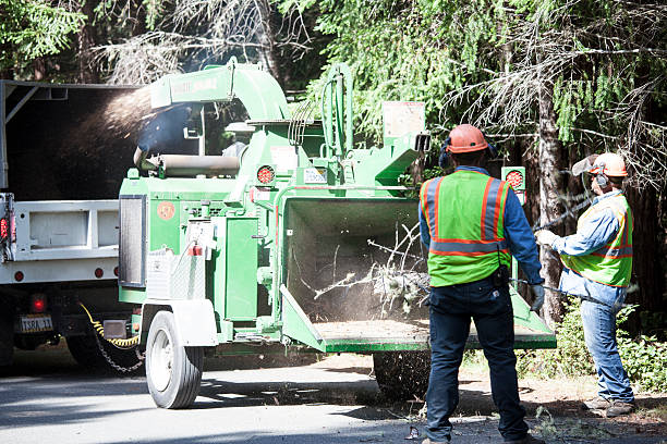 How Our Tree Care Process Works  in  Brisbane, CA