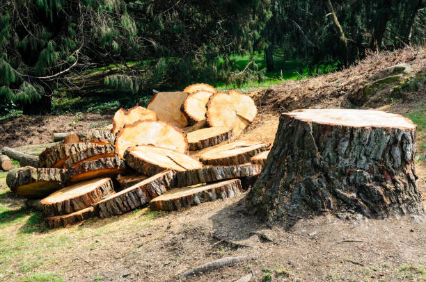 Professional Tree Care in Brisbane, CA